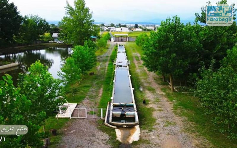 جنگل کنار
